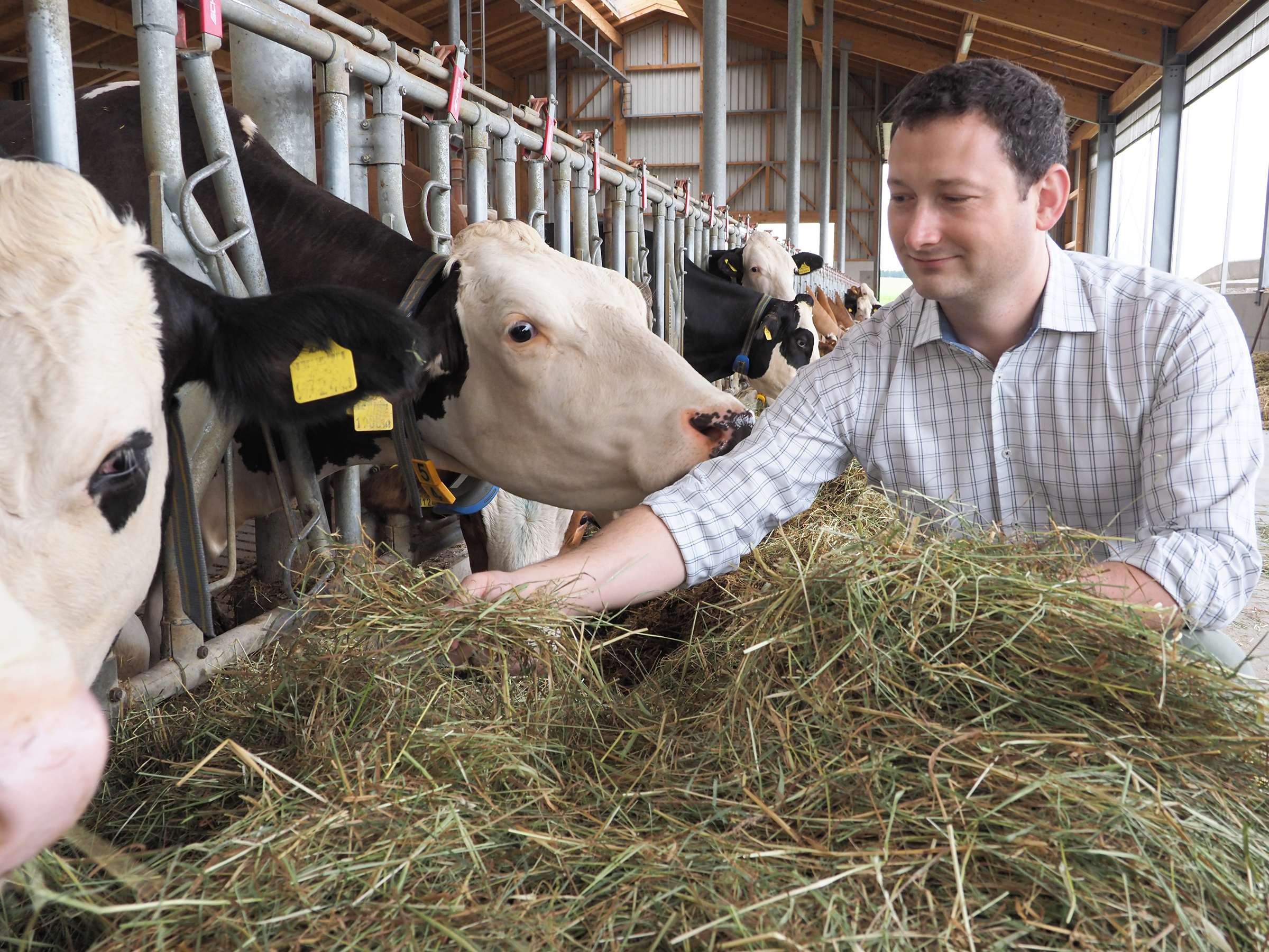 Keine negativen Auswirkungen auf das Klima: Wissenschaft und Bevölkerung entlasten die Kühe