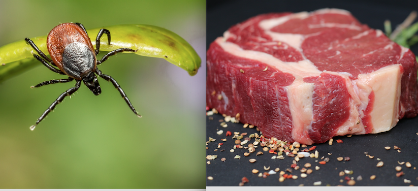 Nach Zeckenstich: Allergisch auf rotes Fleisch