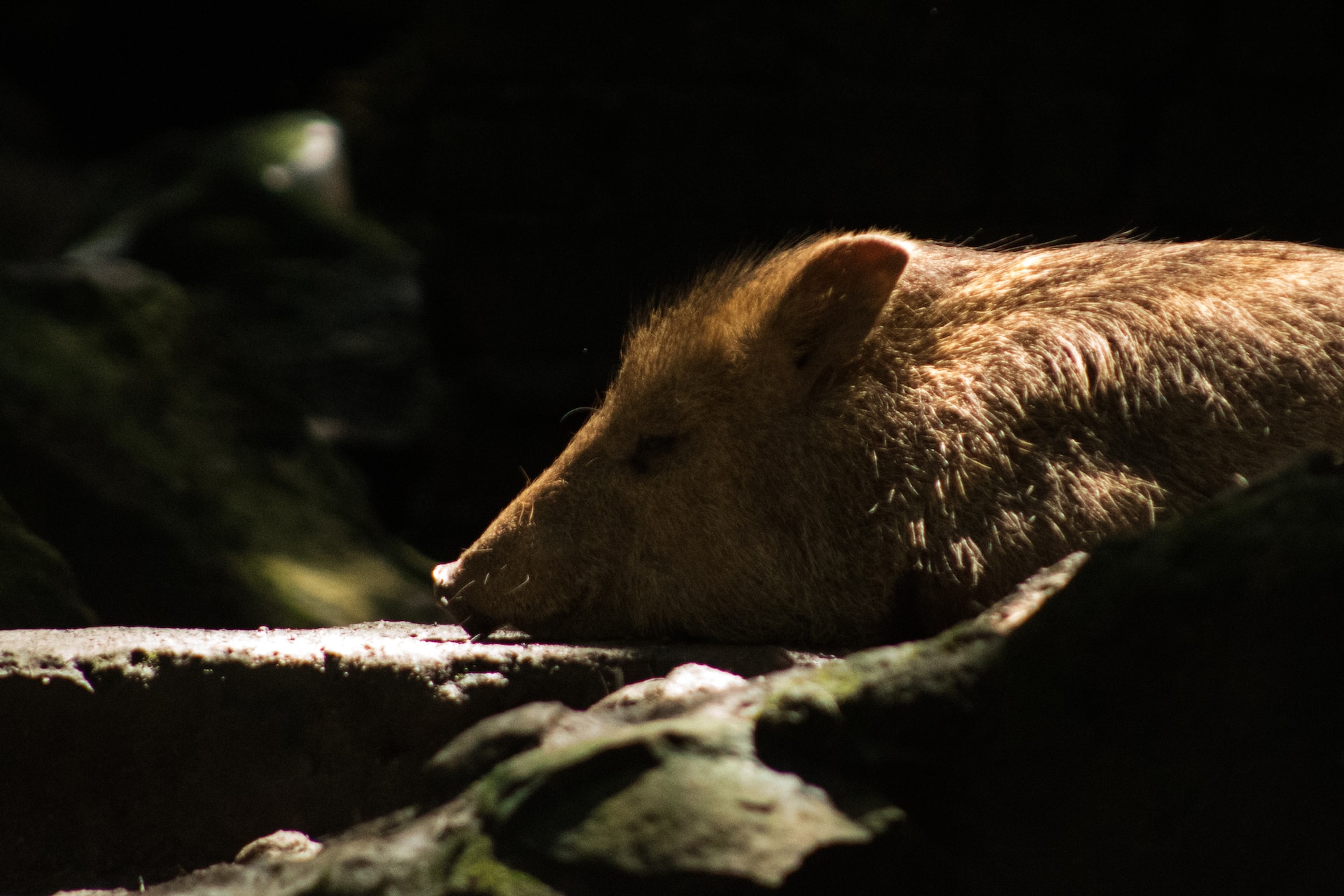 Afrikanische Schweinepest: das Risiko wird nun auch in Österreich als hoch eingestuft!