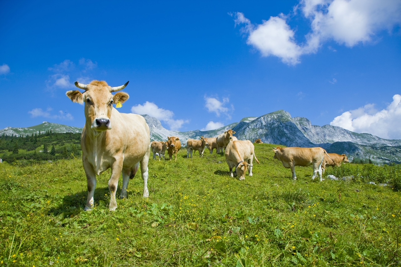 Artenschutz am Bauernhof: Erfolg mit Erhaltungszuchtprogramm