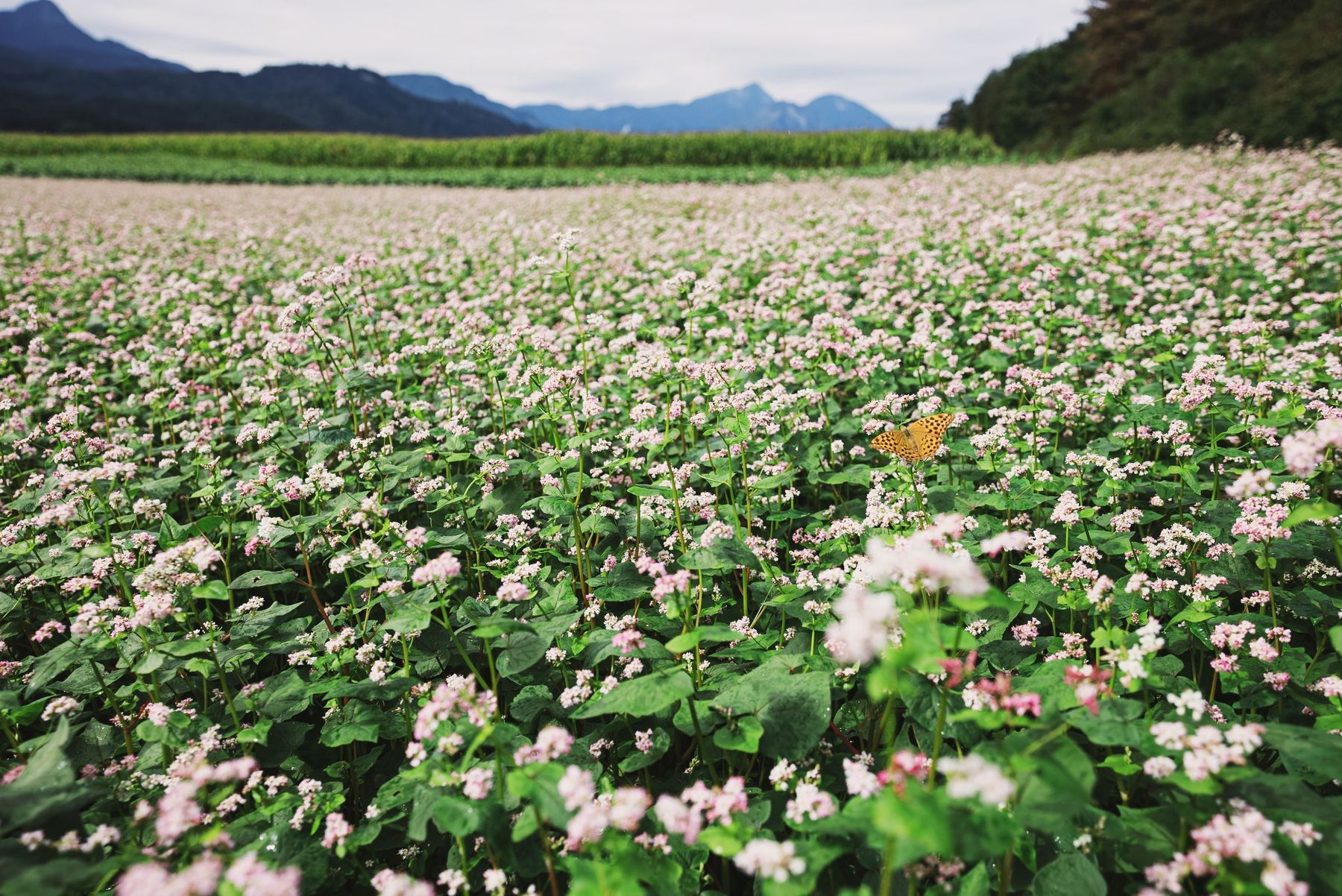 Förderprogramm ÖPUL Bio: Im Herbst die Einstiegsmöglichkeit nutzen