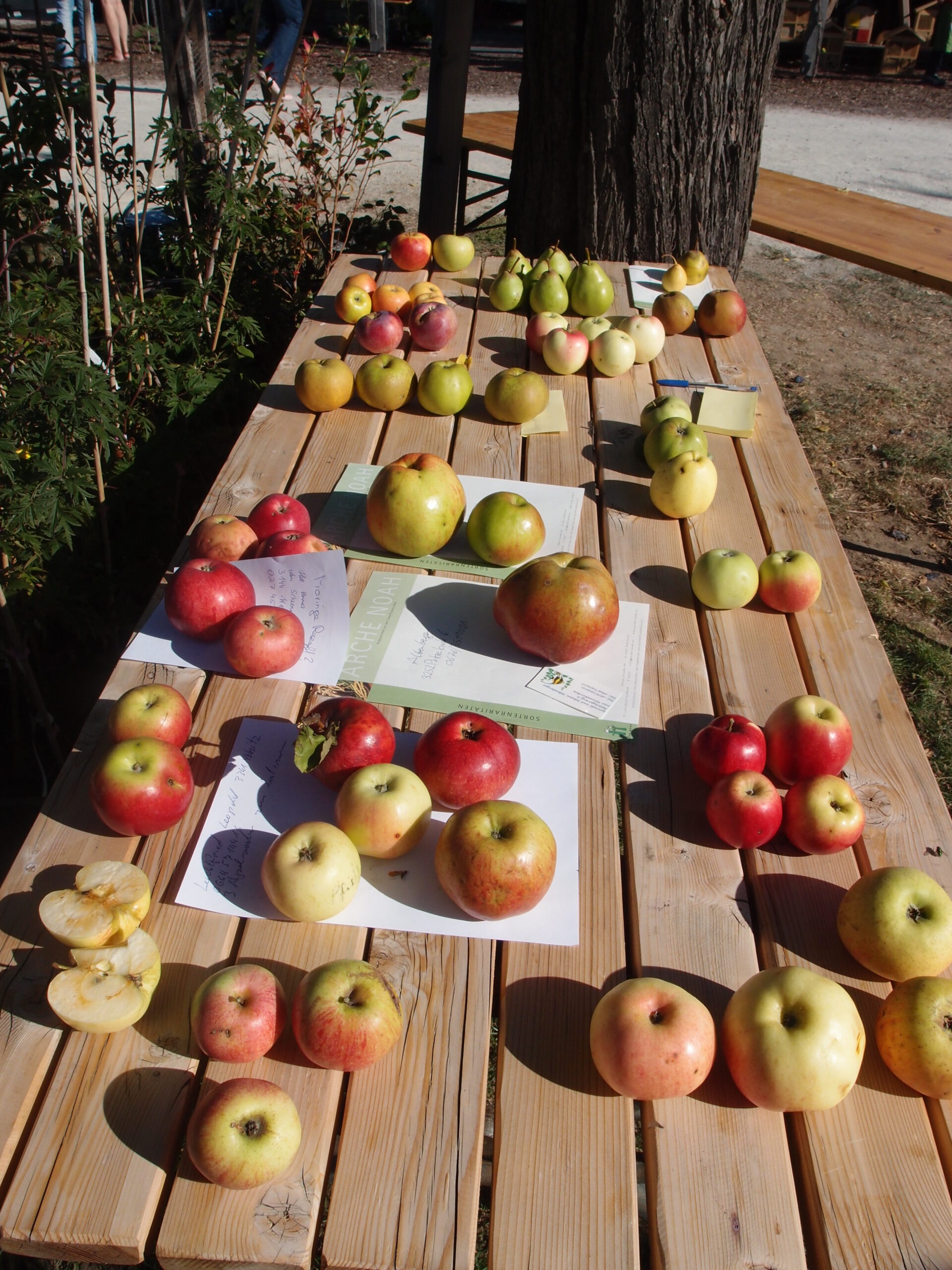 „Obst Inventur Österreich“: 1.000 Obstsorten vom Verschwinden bedroht