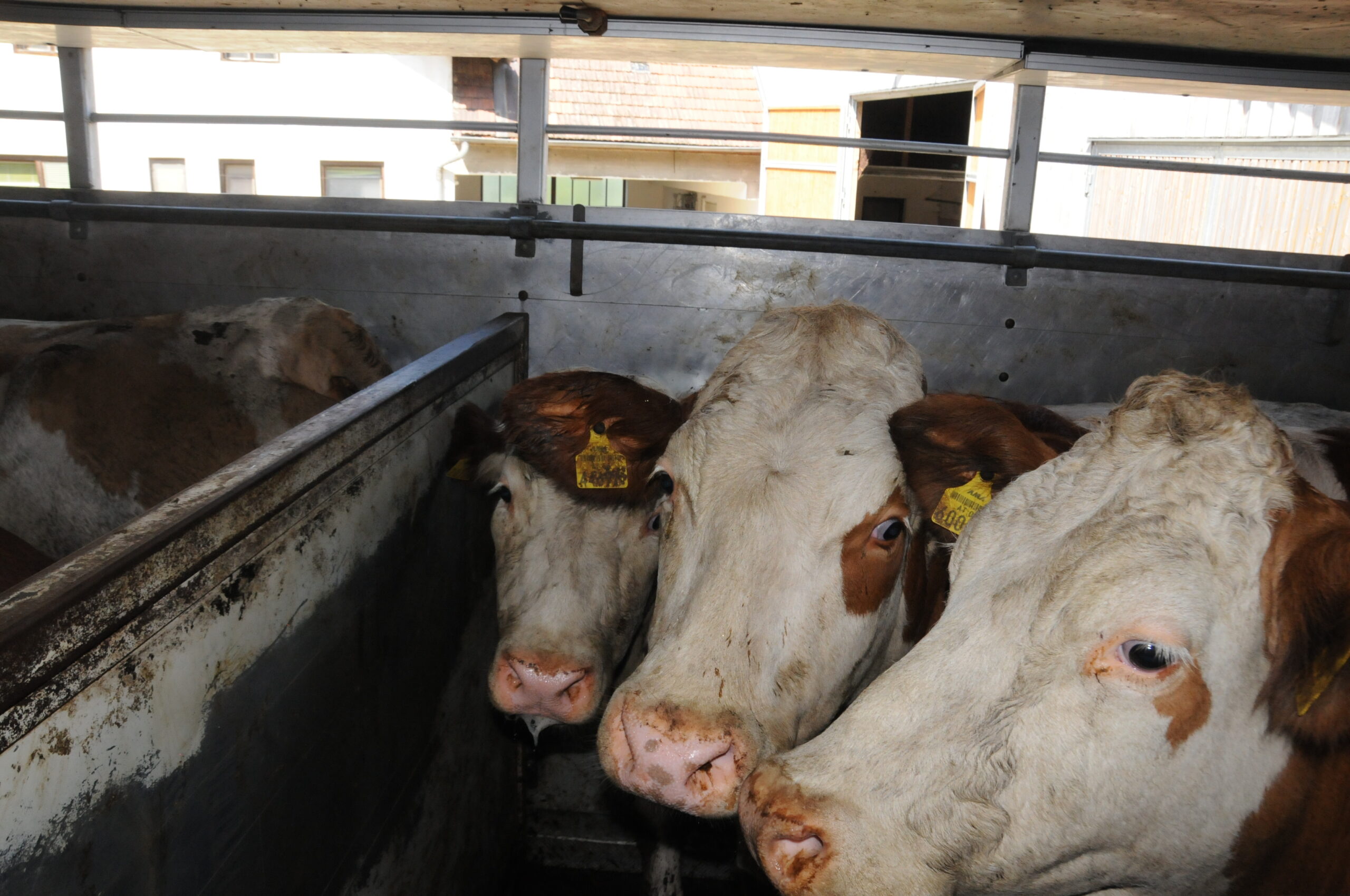 Tiertransporte: Gesundheitsausschuss schließt Beratungen über Volksbegehren ab