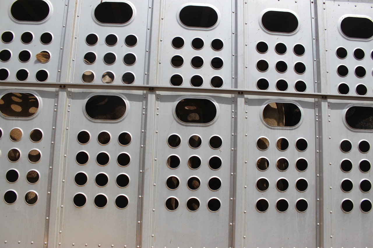 Umstrittene Tiertransporte: Detaillierte Analyse des ORF-Berichts durch Rinderzucht Austria