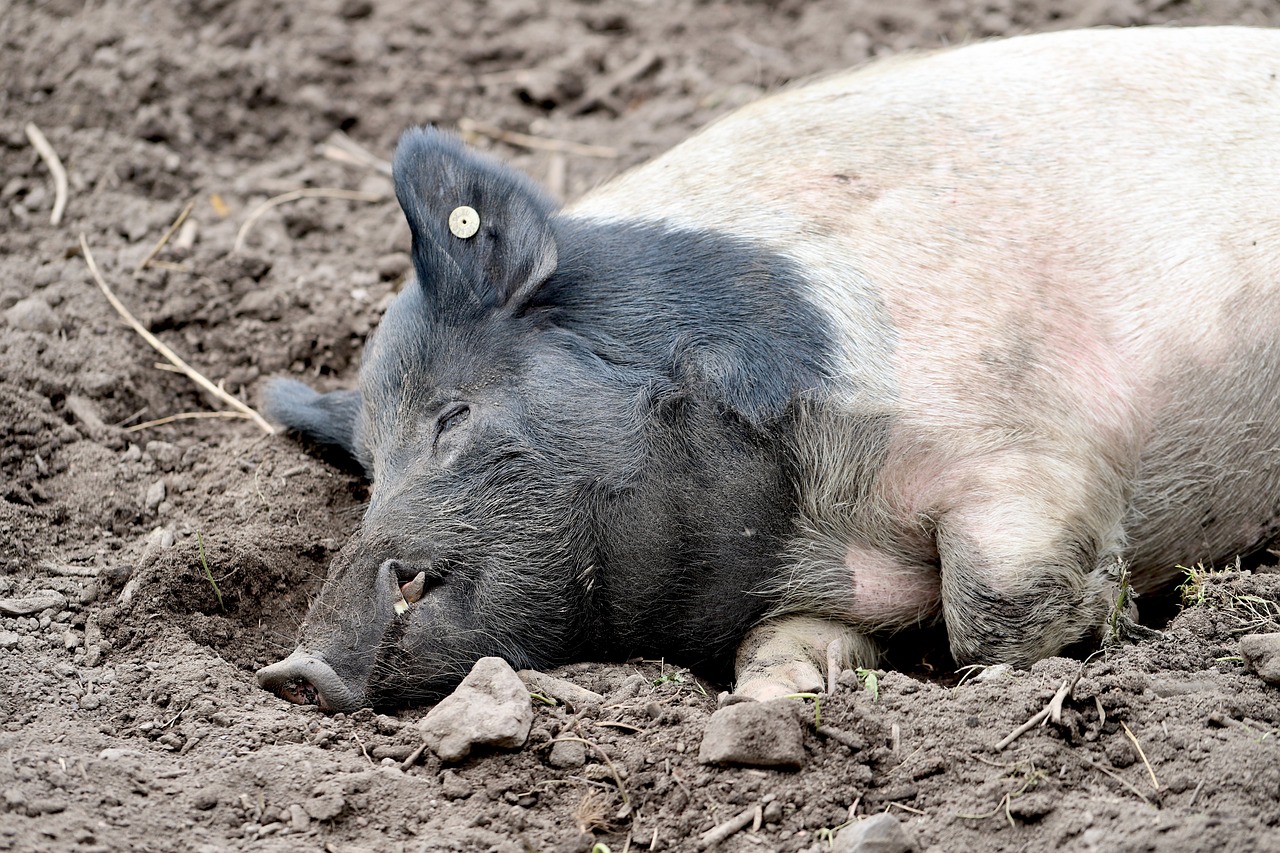 SPÖ-Tierschutzsprecher kündigt Antrag für echtes Vollspaltenbödenverbot in Nationalratssitzung an