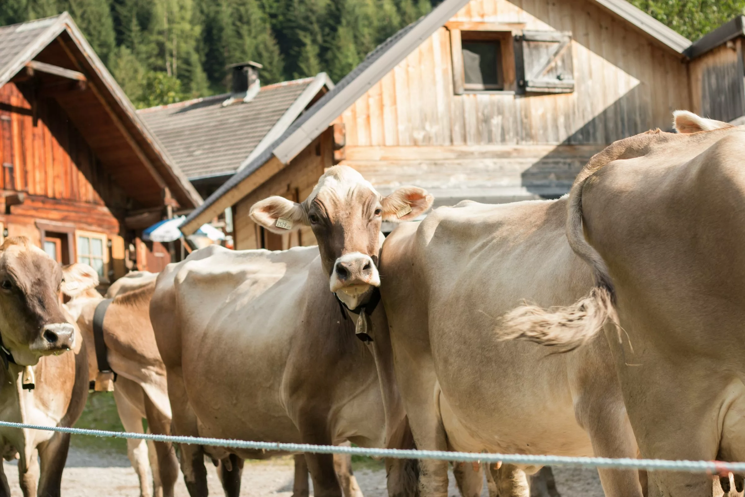 Strategieprozess für bäuerliche Familienbetriebe in Österreich: Rahmenbedingungen & EU-Politik