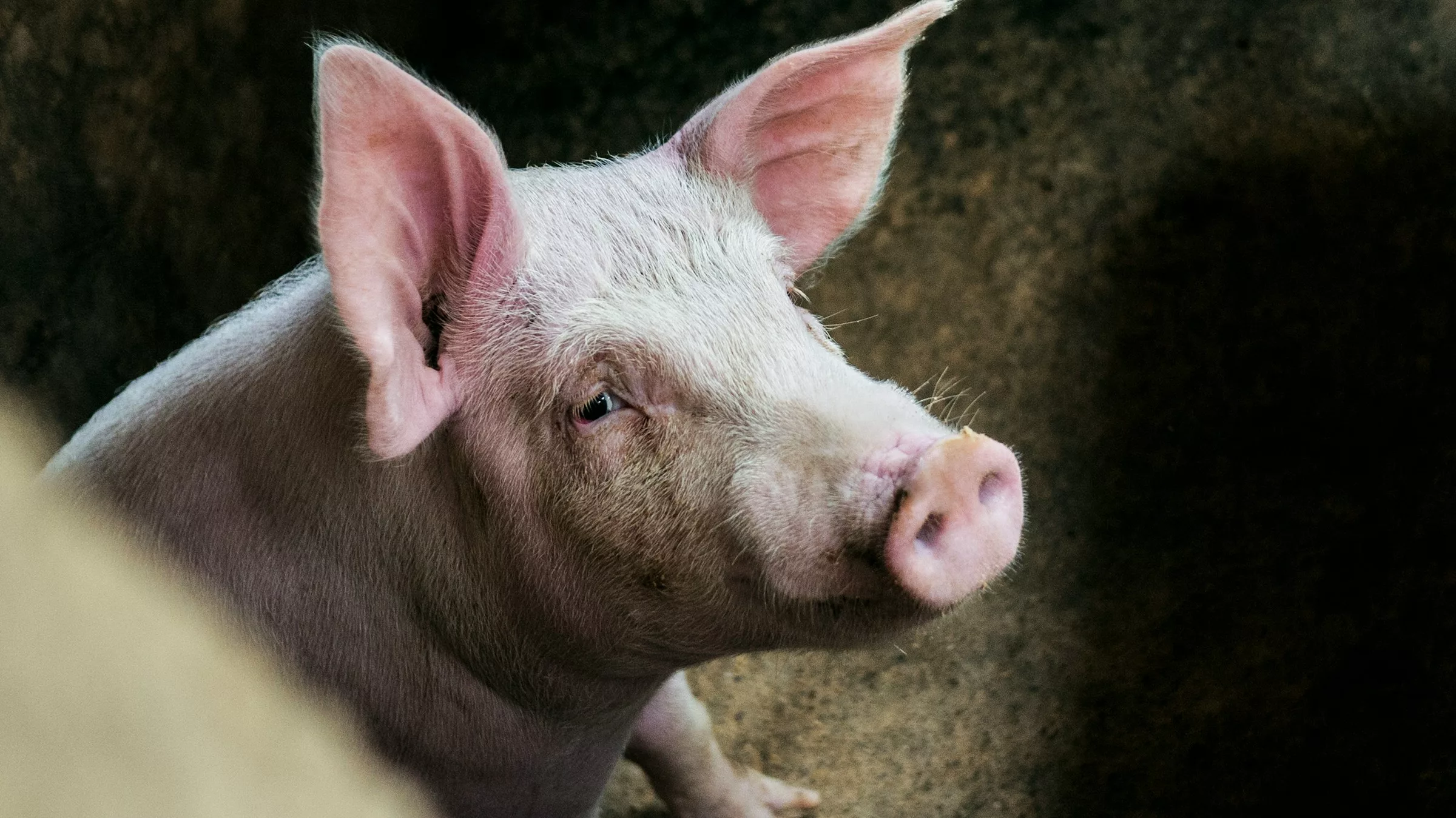Trotz Krieg: Schweineproduktion in der Ukraine erholt sich