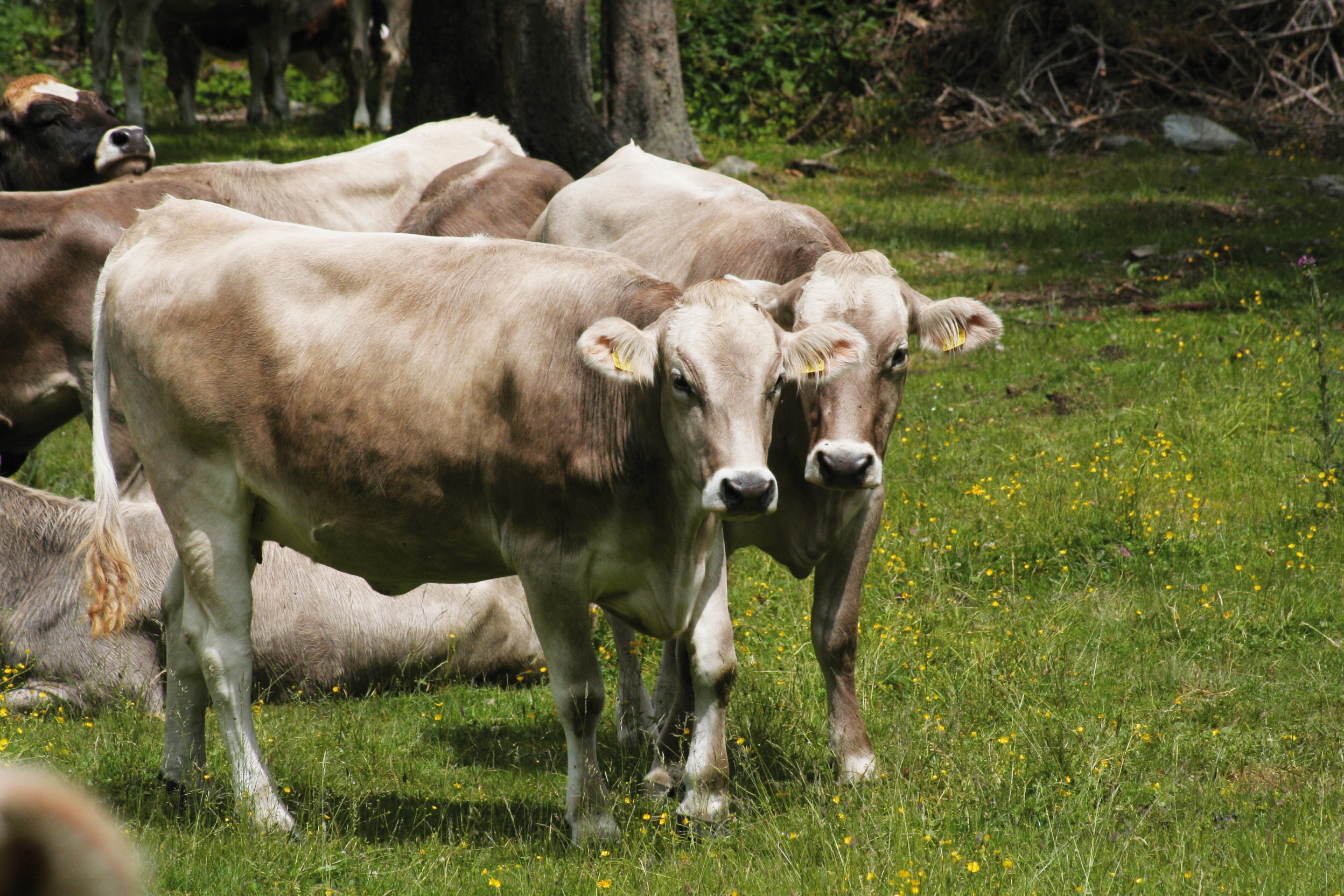 Rinderzucht Austria: Österreichische Genetik punktet am internationalen Zuchtviehmarkt