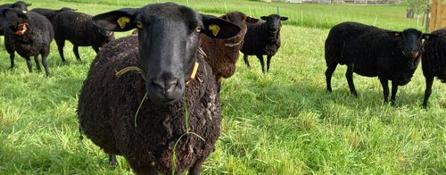 Vereinfachte Weideaufzeichnungen ab 2024: Was ändert sich für Tierhalter?