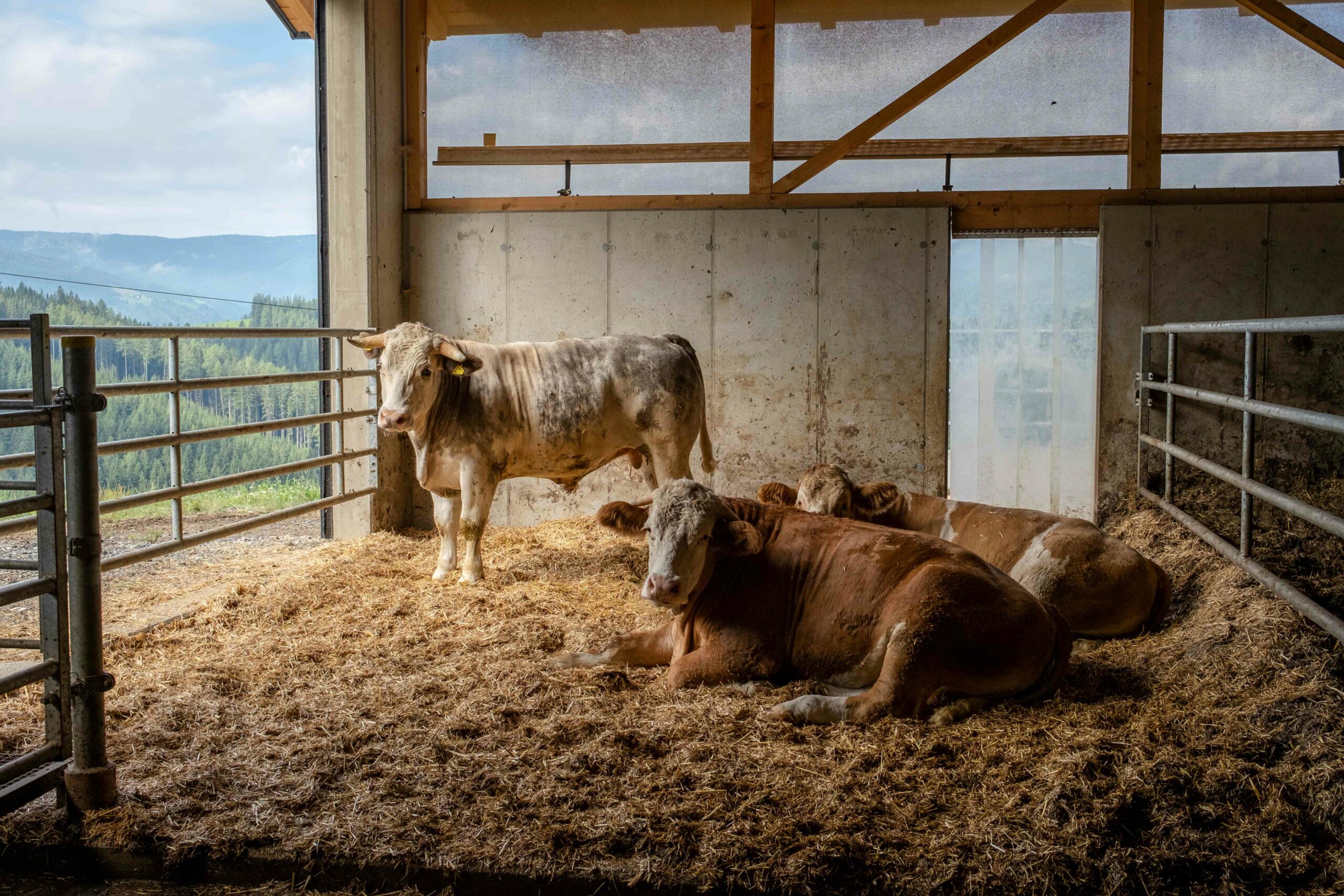 Land schafft Leben: Tradition und Vielfalt in Österreichs Rinderhaltung