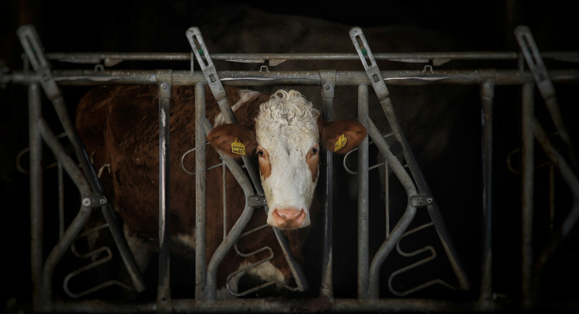 Zersplitterte Zuständigkeiten erschweren Tierschutz in Österreich: Rechnungshof fordert strengere Kontrollen