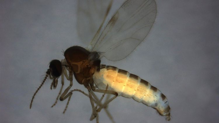 Gefährliche Blauzungenkrankheit erstmals seit 2016 in Österreich bestätigt