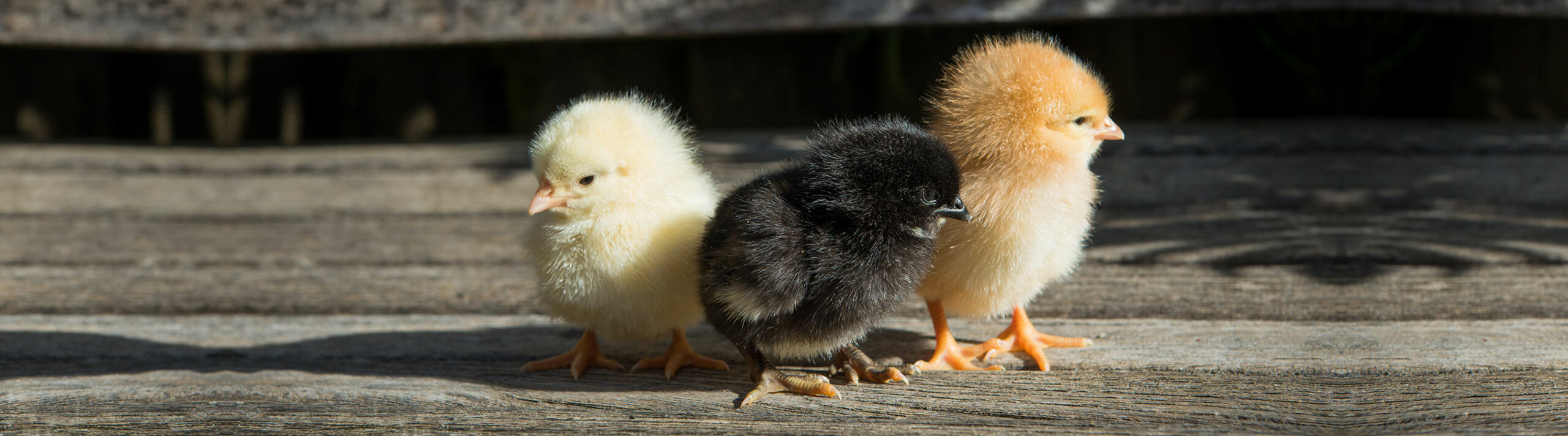 Geflügelzucht mit Tradition und Qualität – Geflügel Schulz in Laßnitzhöhe