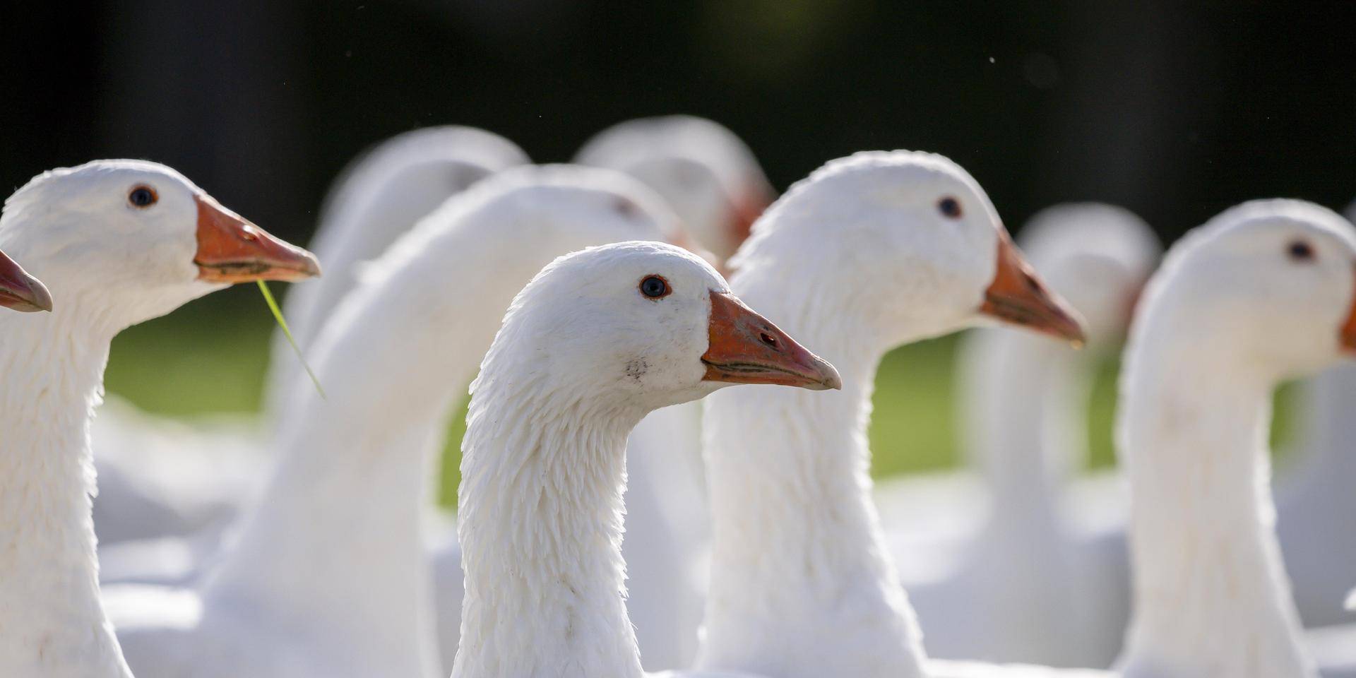 Gan(z)s Burgenland: Genussfestival feiert die Gans und regionale Köstlichkeiten
