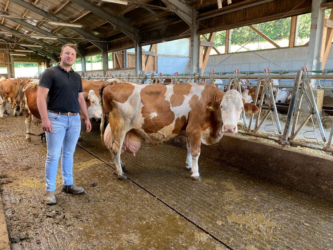 30 Jahre nachhaltige Rinderzucht: Österreich feiert neue Rekordzahlen bei Lebensleistungskühen